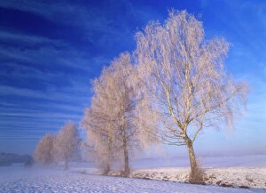 Birches, several frost covered birch trees in winter