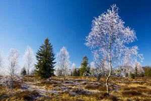 Birches - with hoar frost in a bog in the Haut Jura Natural Regional Park near Morez. Midwinter