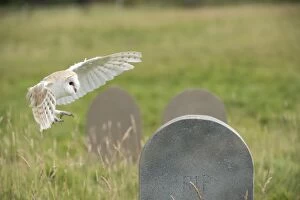 Images Dated 1st August 2014: BIRD Barn Owl in flight with head stones