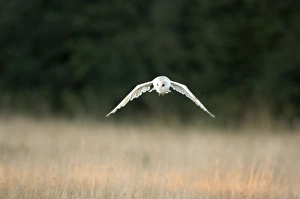 Images Dated 25th August 2007: Bird - Barn owl flying. UK