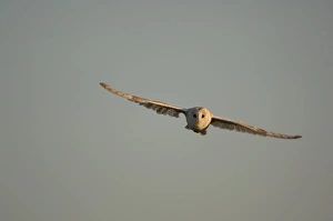 Images Dated 25th August 2007: Bird - Barn owl flying. UK