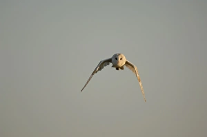 Images Dated 25th August 2007: Bird - Barn owl flying. UK