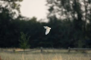 Images Dated 25th August 2007: Bird - Barn owl flying. UK
