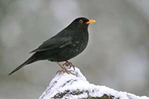Images Dated 7th December 2009: BIRD. Blackbird (male)