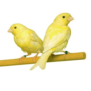 Images Dated 27th October 2010: Bird - two canaries on perch
