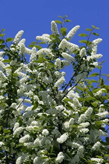 Images Dated 27th April 2007: Bird Cherry Blossom - Lower Saxony, Germany