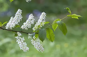 Cherries Prints: Bird Cherry - close up of flowers and leaves - Lincolnshire - UK