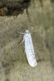Bird-cherry Ermine Moth, Norfolk UK