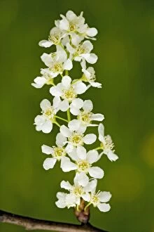 Images Dated 13th May 2006: Bird cherry - in flower, spring