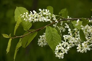 Images Dated 13th May 2006: Bird cherry - in flower, spring