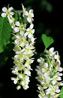 Russian Prints: Bird cherry flowering; typical plant on banks of Siberian rivers; bank of river Negustyah