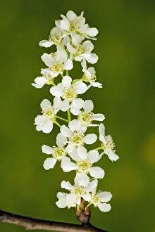 Cumbria Prints: Bird cherry (Prunus padus) in flower, spring. Lake District