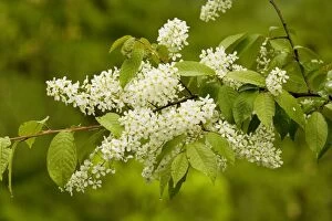 Images Dated 11th May 2007: Bird cherry (Prunus padus) in flower, woodland edge