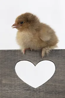 BIRD. Chicken chick, 1 day old ,sitting on wooden box with heary shaped hole, studio , white background BIRD. Chicken chick, 1 day old ,sitting on wooden box with heary shaped hole, studio , white background