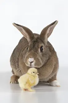 BIRD. Chicken chick, 1 day old, with a rabbit, studio, white background