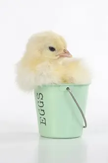 Bucket Prints: BIRD. Chicken chick, 1 day old in an egg cup, studio, white background