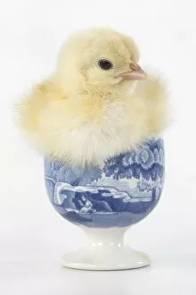 Images Dated 30th June 2020: BIRD. Chicken chick, 1 day old in an egg cup, studio , white background