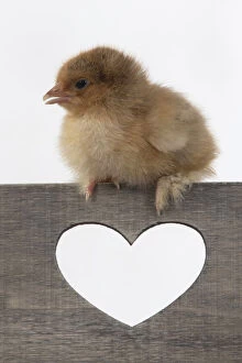 Images Dated 30th June 2020: BIRD. Chicken chick, 1 day old, sitting on wooden box with heary shaped hole, studio