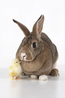 Images Dated 30th June 2020: BIRD. Chicken chick, 1 day old ,with a rabbit, studio , white background