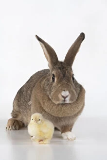 Images Dated 30th June 2020: BIRD. Chicken chick, 1 day old ,with a rabbit, studio , white background