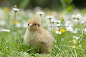 Buttercups Gallery: BIRD. Chicken chick, in grass with buttercups and daisies