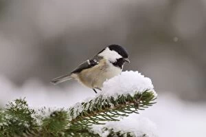 Images Dated 6th December 2009: BIRD. Coal tit