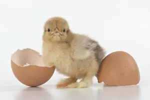 Images Dated 30th June 2020: BIRD, one day old chick, chicken, with egg shells, on white background, studio