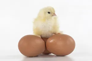 BIRD, one day old chick, chicken, sitting on eggs , on white background, studio BIRD, one day old chick, chicken, sitting on eggs , on white background, studio