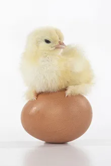BIRD, one day old chick, chicken, standing on an egg , on white background, studio BIRD, one day old chick, chicken, standing on an egg , on white background, studio