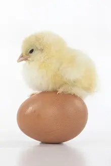 BIRD, one day old chick, chicken, standing on an egg, on white background, studio
