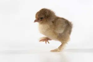 BIRD, one day old chick, walking , foot up, on white background, studio BIRD, one day old chick, walking , foot up, on white background, studio