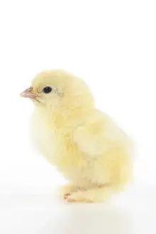 Jd 300620 Prints: BIRD, one day old chick, , on white background, studio