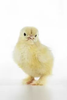 Images Dated 30th June 2020: BIRD, one day old chick,, on white background, studio