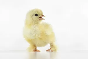 Images Dated 30th June 2020: BIRD, one day old chick, , on white background, studio