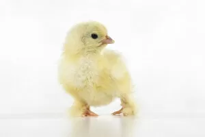 Images Dated 30th June 2020: BIRD, one day old chick,, on white background, studio