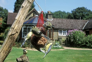 Images Dated 7th November 2006: Bird Feeder Blue & Great Tits feeding