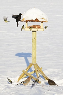 Birds flying from bird table