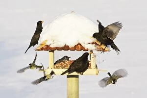 Bird Table Collection: Bird Feeding Station - attracting various birds in winter, Lower Saxony, Germany