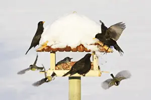 Bird Feeding Station - attracting various birds in winter, Lower Saxony, Germany