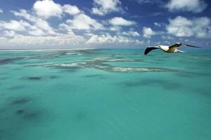 Images Dated 26th April 2005: Bird in flight. Cosmoledo Lagoon. Seychelles - Indian Ocean