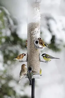 Chaffinches Prints: BIRD. Goldfinchs, Chaffinch, Great tit and Blue tit on feeder in the snow