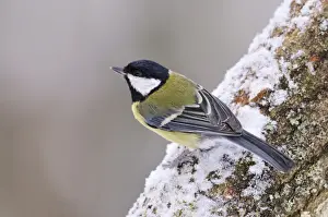 BIRD. Great tit