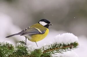 Images Dated 6th December 2009: BIRD. Great tit