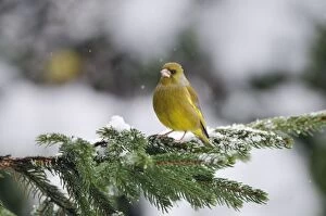 Images Dated 6th December 2009: BIRD. Greenfinch