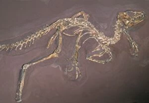 Images Dated 23rd May 2006: Bird-hipped Dinosaur - late Triassic period, 205 m. y. a. South Africa