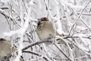 BIRD. House Sparrow in frosty tree