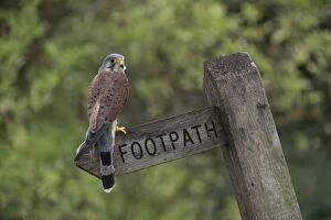 Images Dated 1st August 2014: BIRD Kestel in footpath sign post