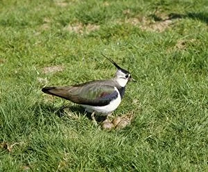 BIRD - Lapwing at nest in April