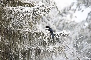 Images Dated 10th February 2017: BIRD. Magpie on frosty branch