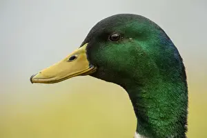 Duck Prints: BIRD. Mallard duck, male, head study